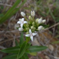 Knoxia spicata (Thwaites ex Trimen) Ridsdale